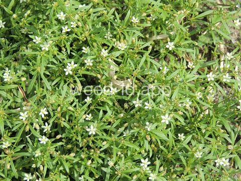 carpetweed
